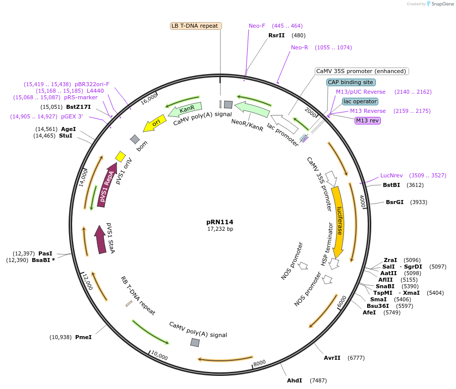 127221-plasmid-map-sequence-id-254338