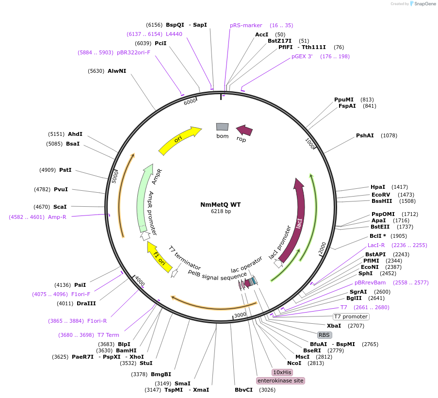 129647-plasmid-map-sequence-id-254339