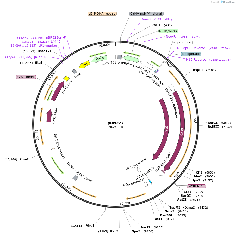 127222-plasmid-map-sequence-id-254344
