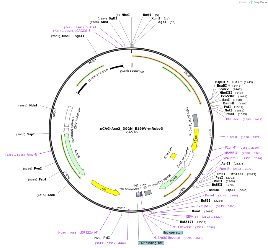 129257-plasmid-map-sequence-id-254362