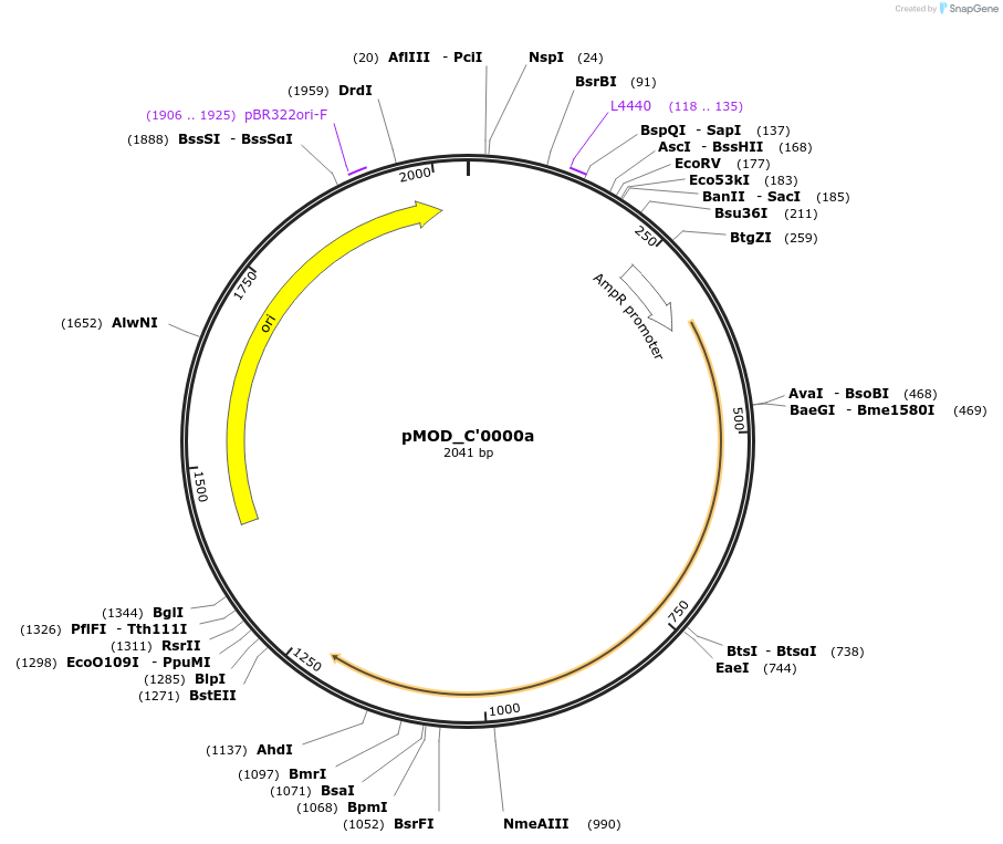 127226-plasmid-map-sequence-id-254363