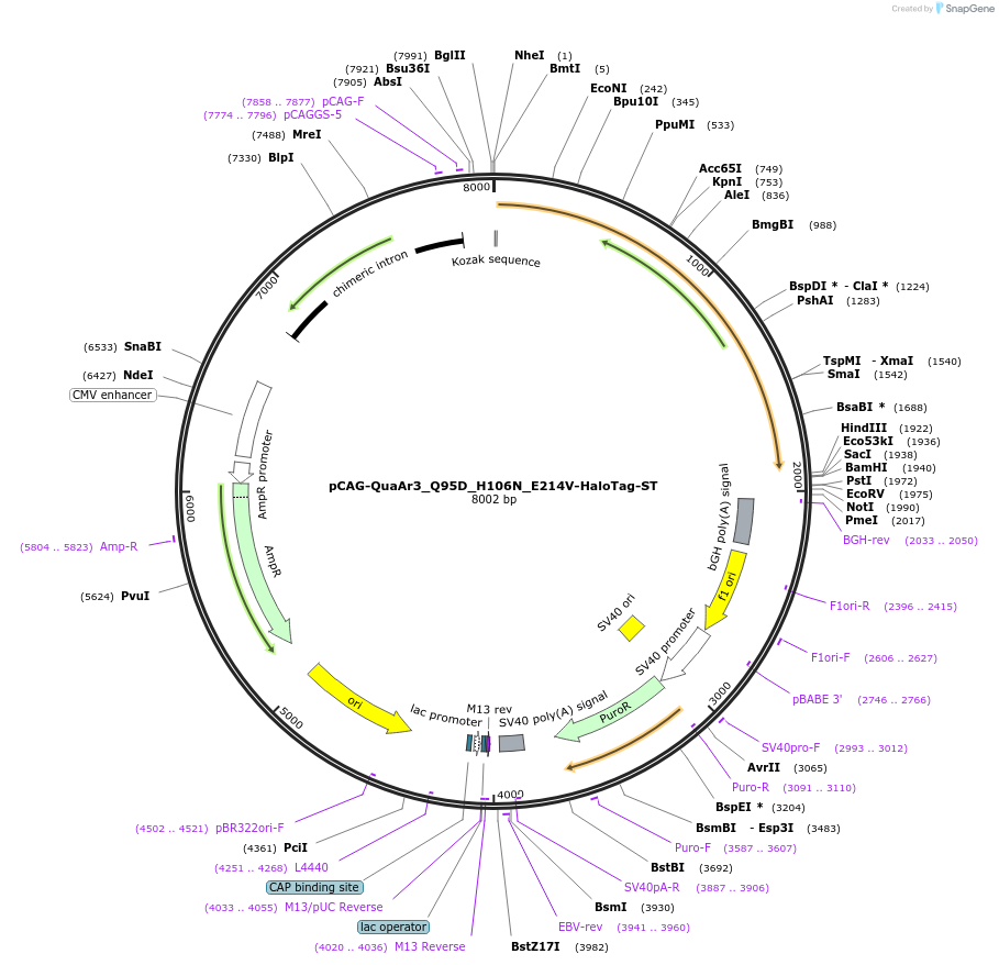 129263-plasmid-map-sequence-id-254366
