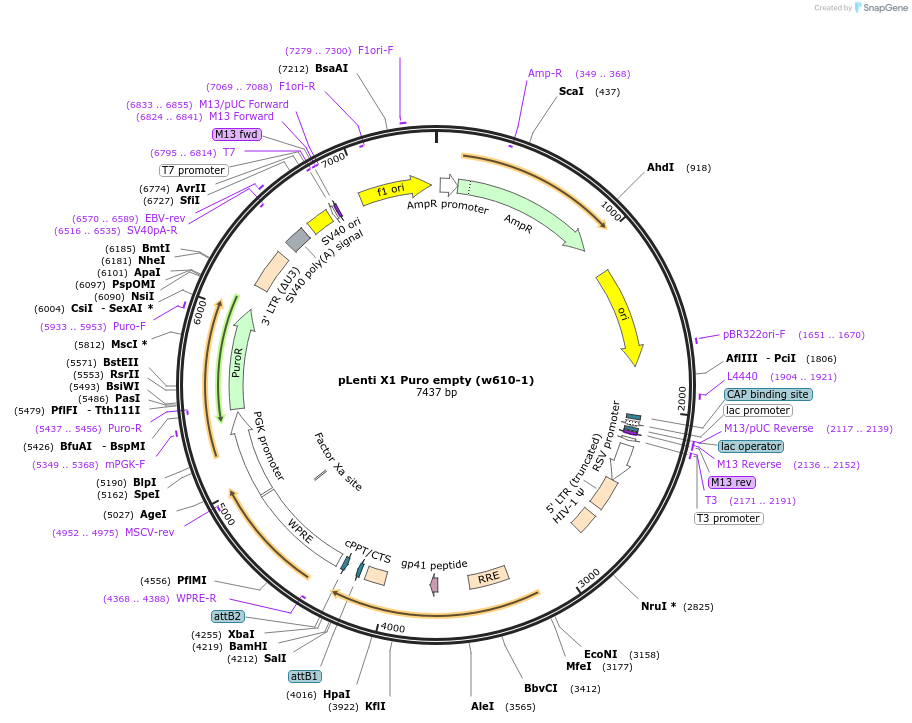 20953-plasmid-map-sequence-id-254489