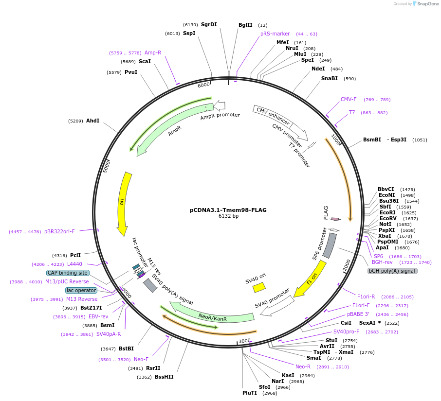 124501-plasmid-map-sequence-id-254506