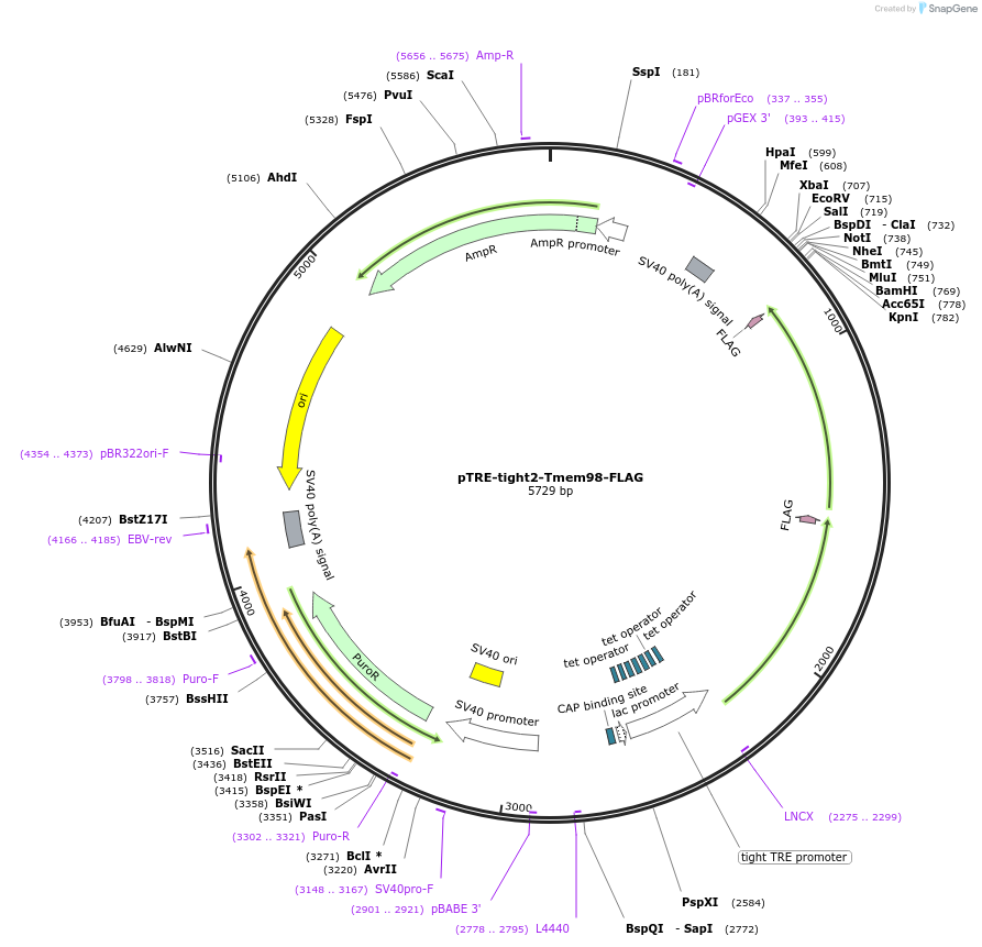 124506-plasmid-map-sequence-id-254507