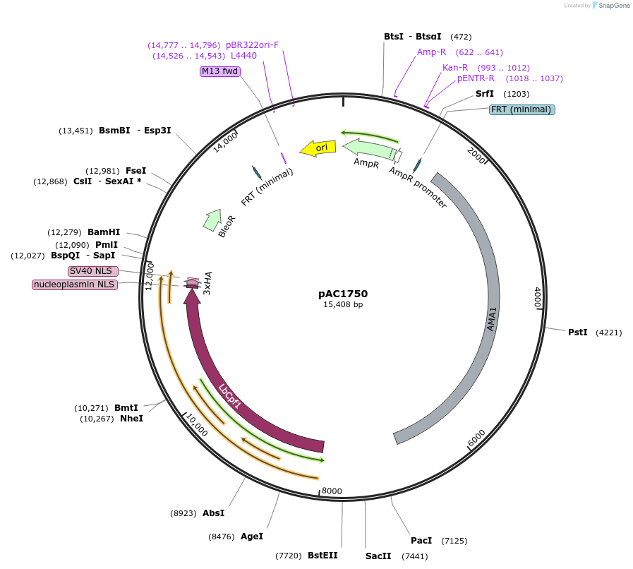 127984-plasmid-map-sequence-id-254510