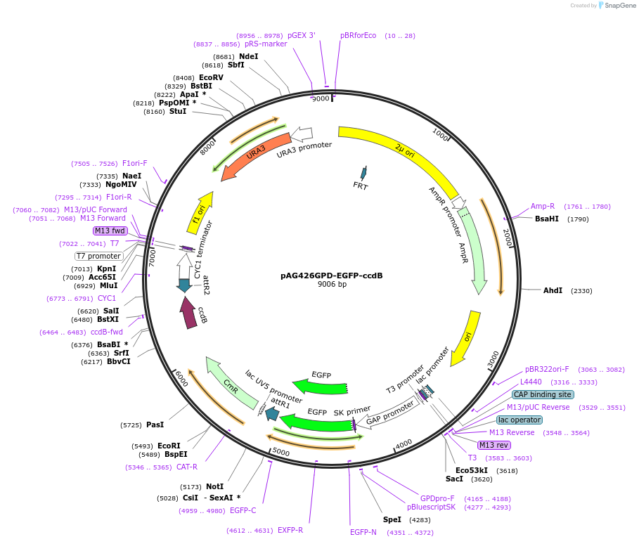14324-plasmid-map-sequence-id-254511