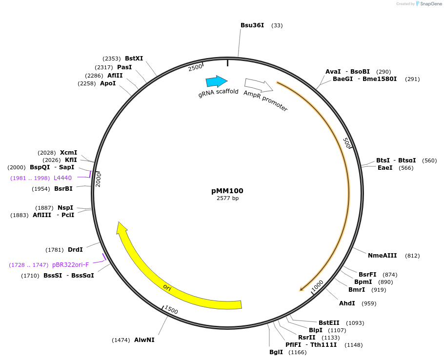 127225-plasmid-map-sequence-id-254515
