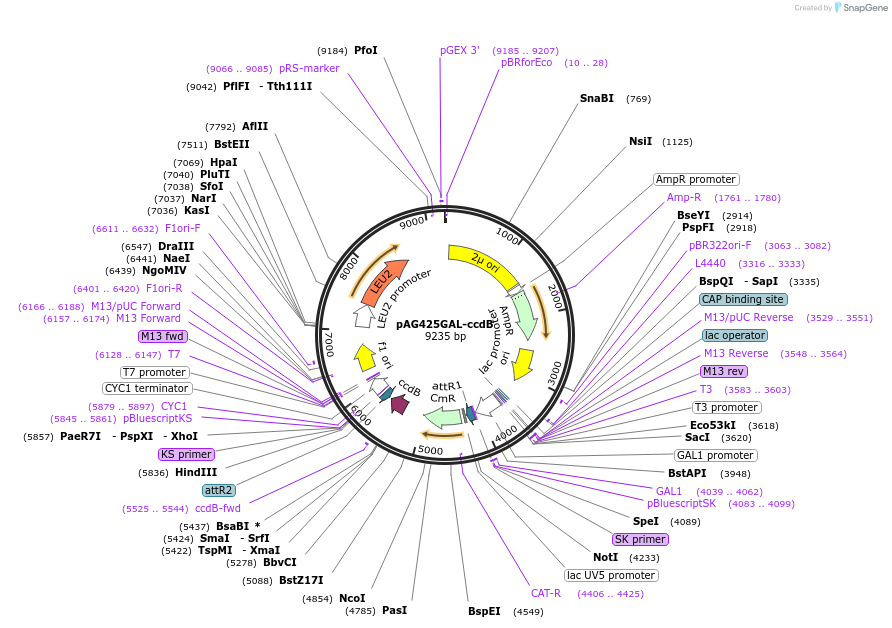 14153-plasmid-map-sequence-id-254516