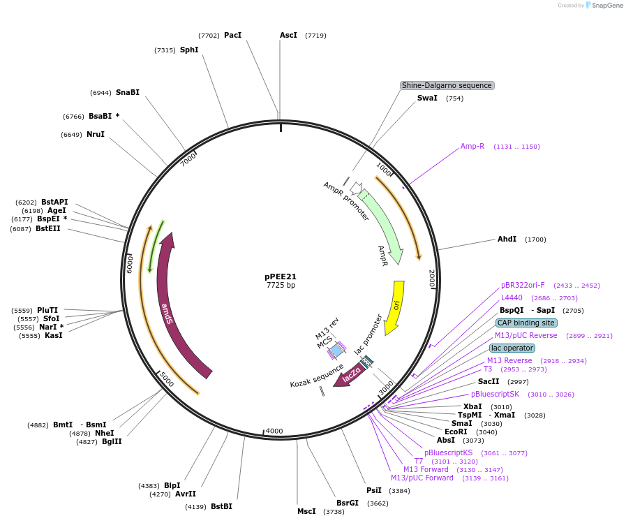 128364-plasmid-map-sequence-id-254518