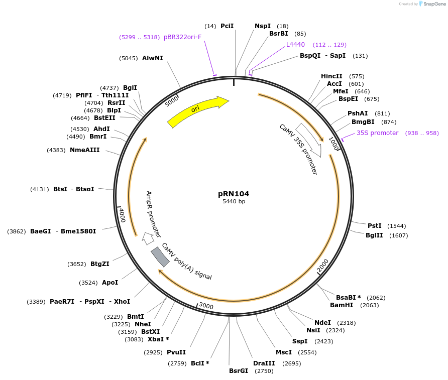 127231-plasmid-map-sequence-id-254520