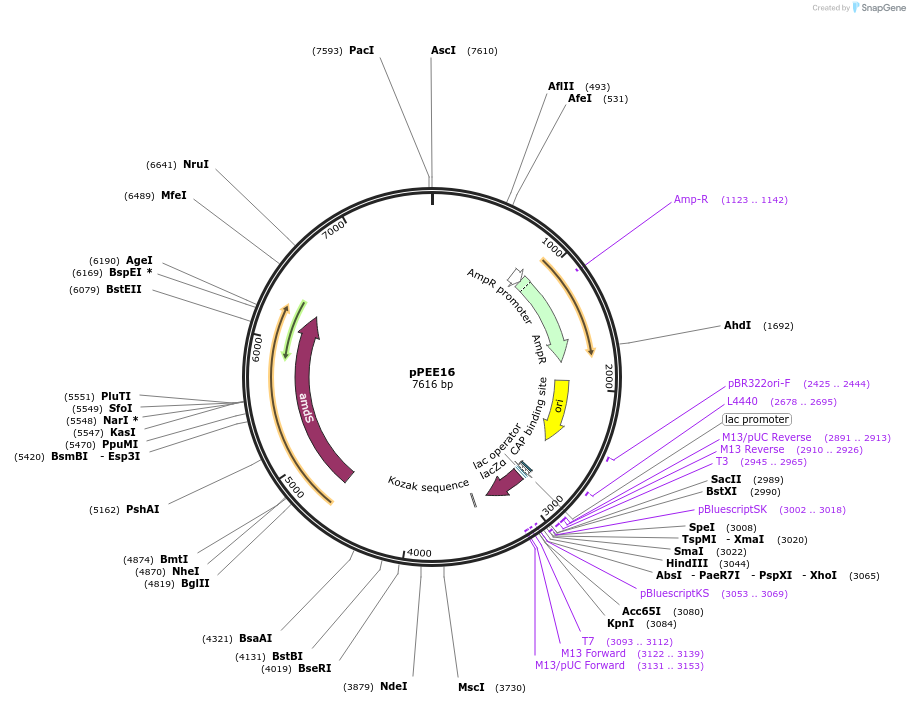 128360-plasmid-map-sequence-id-254521