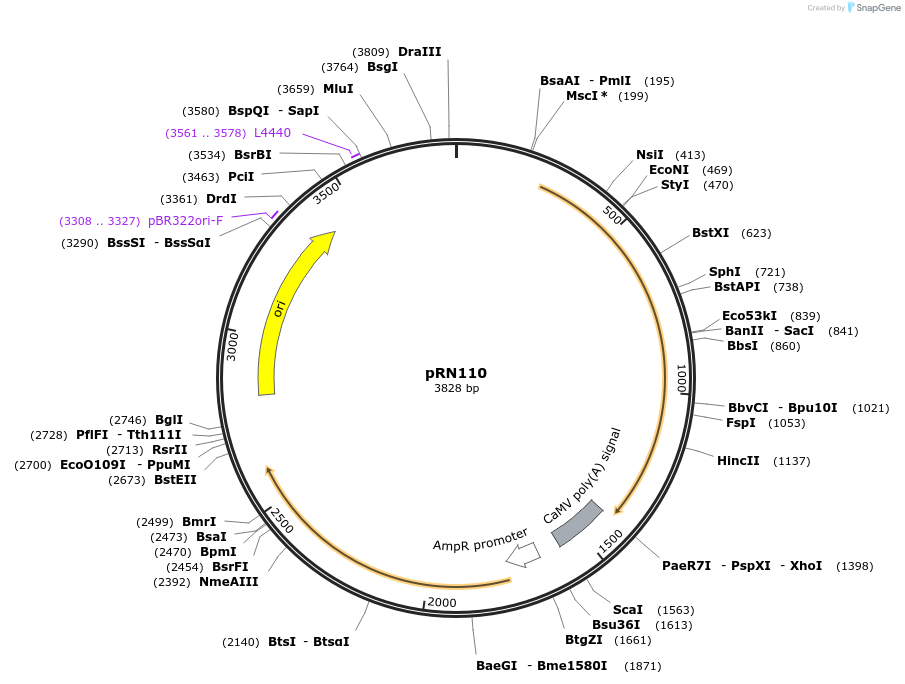 127228-plasmid-map-sequence-id-254530