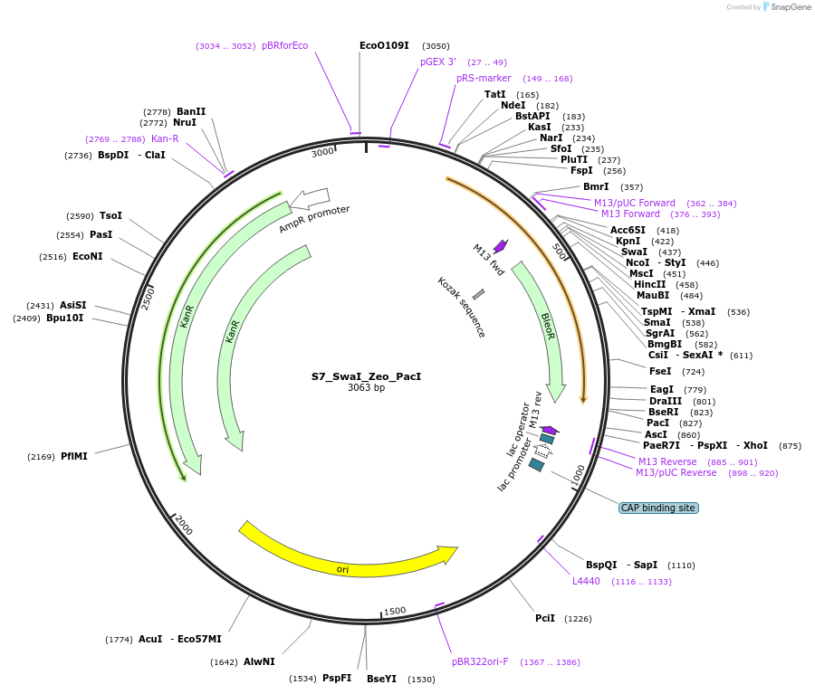 128471-plasmid-map-sequence-id-254531