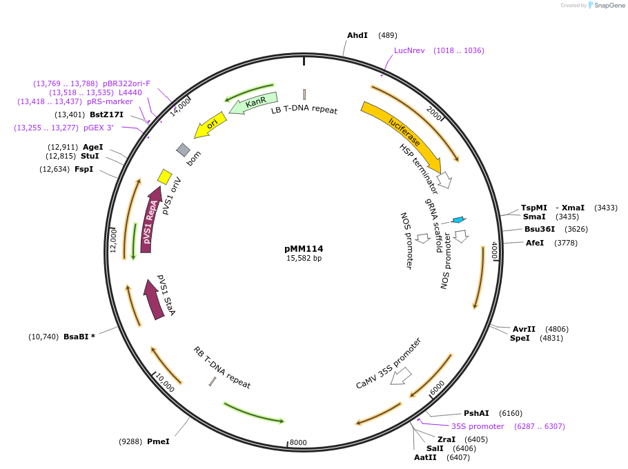 127211-plasmid-map-sequence-id-254536