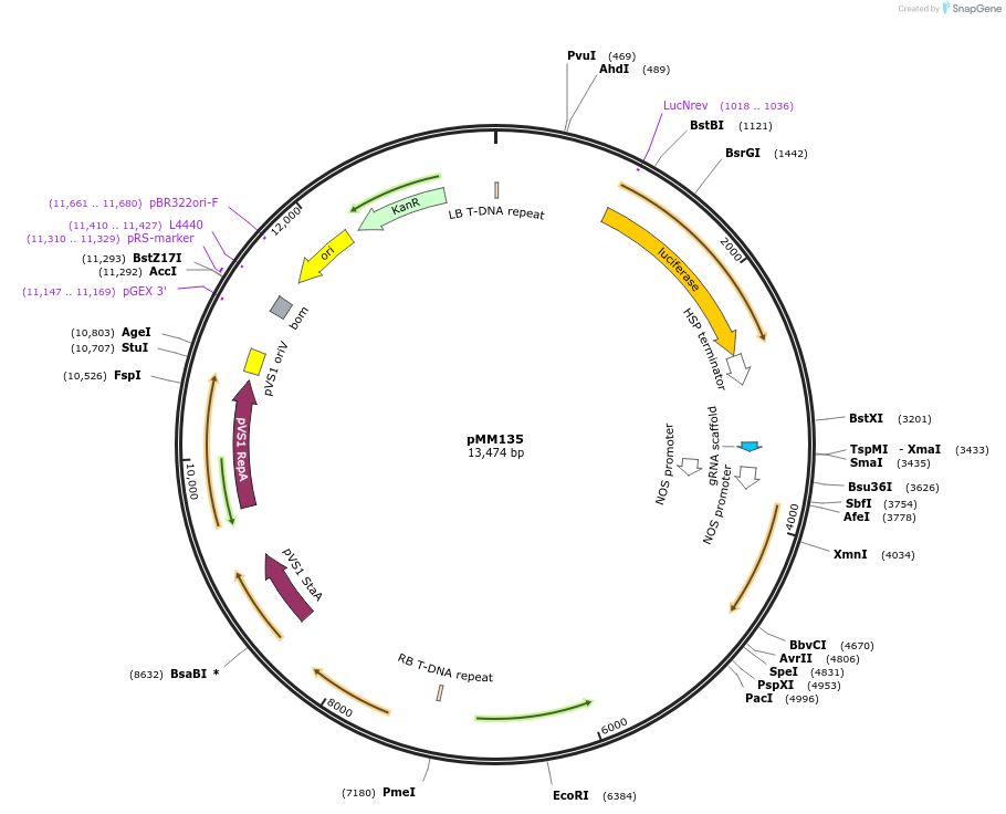 127216-plasmid-map-sequence-id-254539