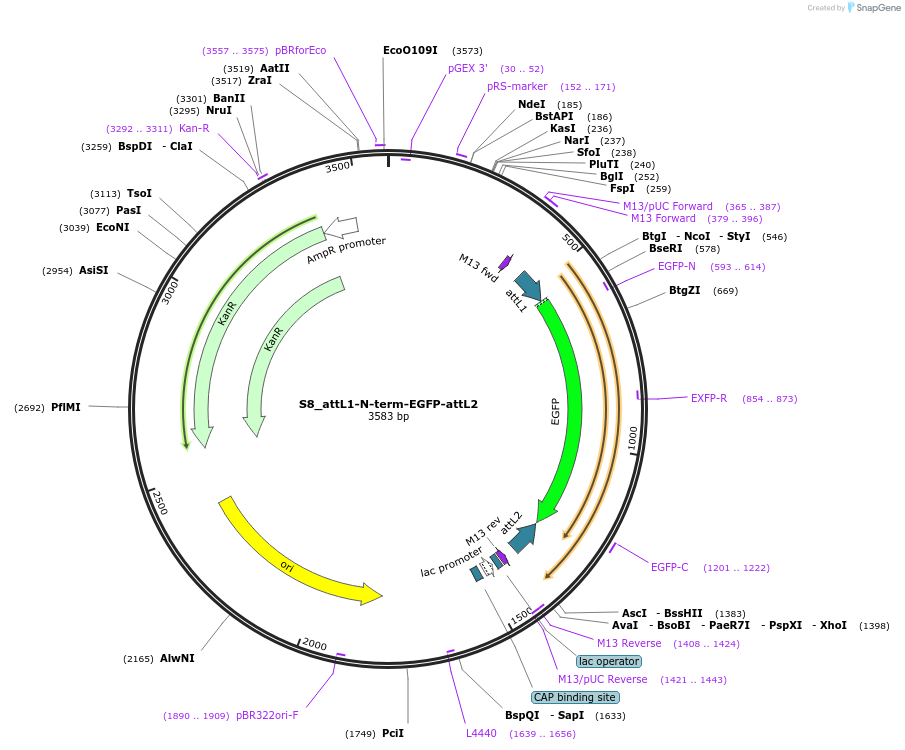 128472-plasmid-map-sequence-id-254541