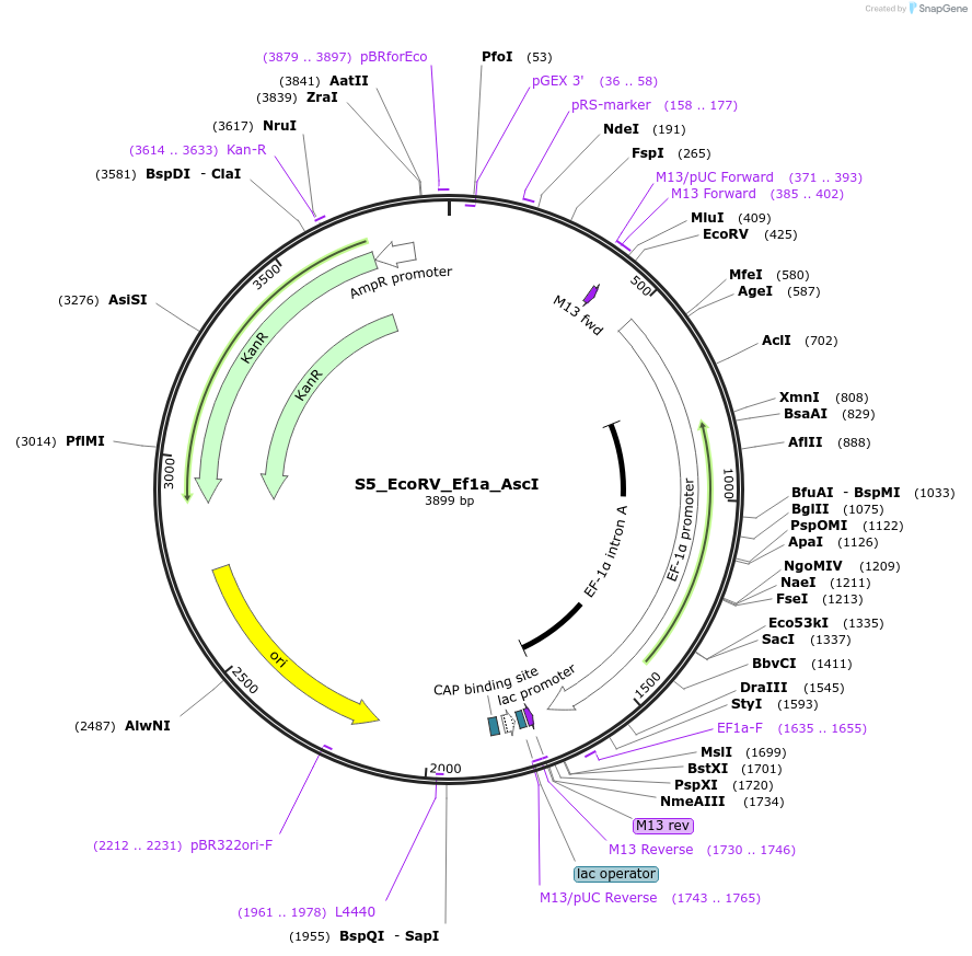 128469-plasmid-map-sequence-id-254544