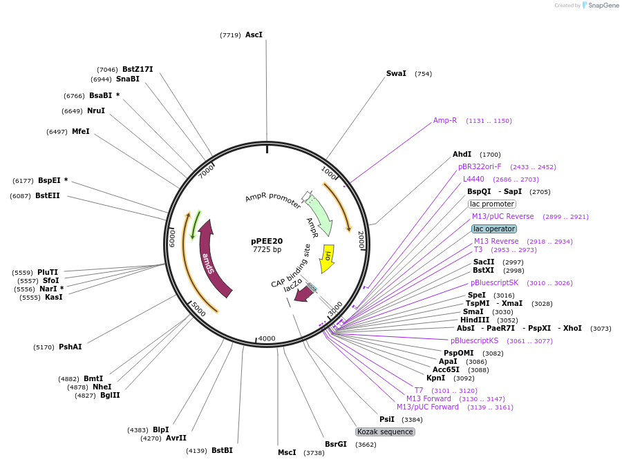 128363-plasmid-map-sequence-id-254548