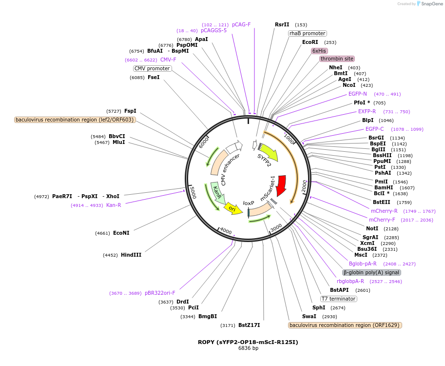128002-plasmid-map-sequence-id-254567