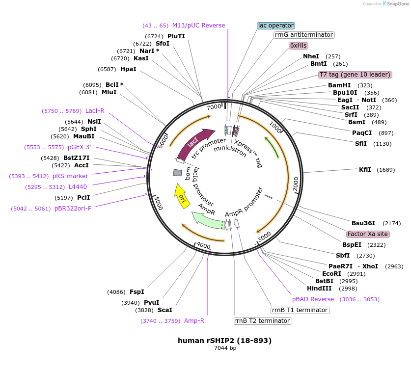 128568-plasmid-map-sequence-id-254568