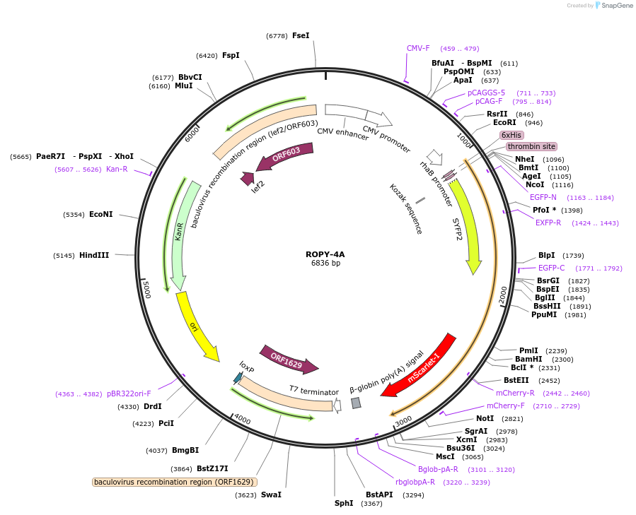 128005-plasmid-map-sequence-id-254570