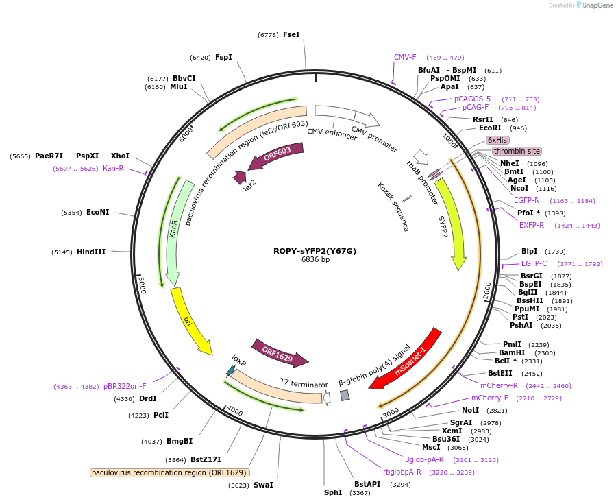 128008-plasmid-map-sequence-id-254571