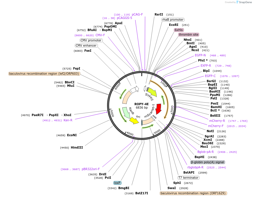 128006-plasmid-map-sequence-id-254580
