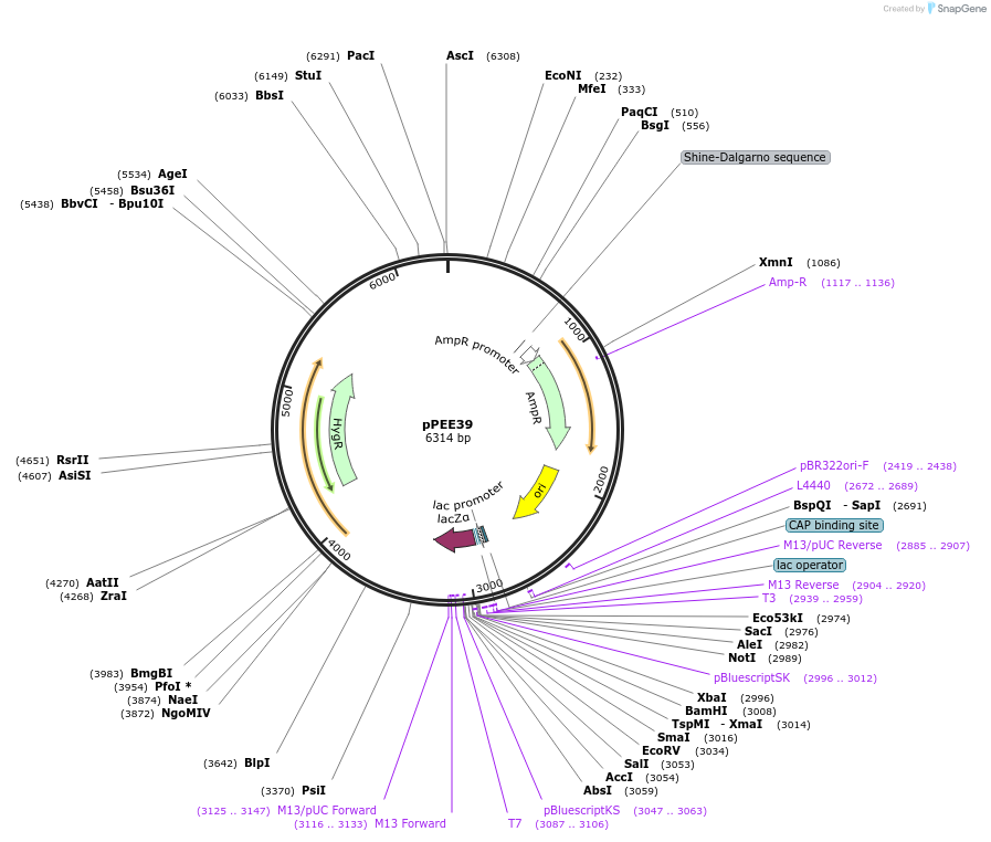 128379-plasmid-map-sequence-id-254581