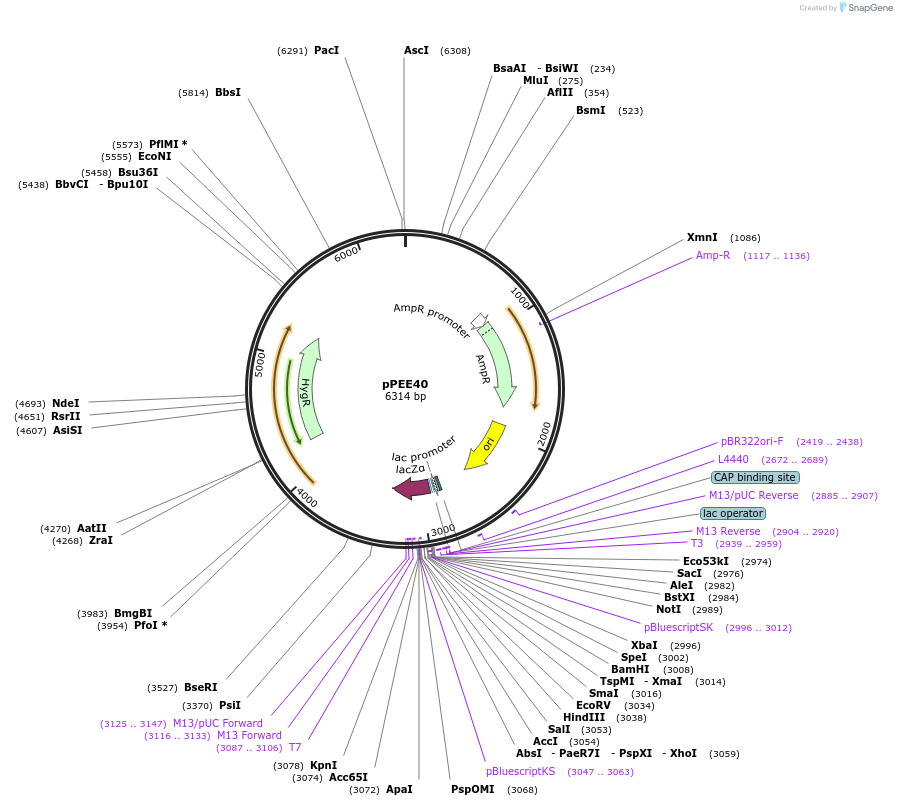 128380-plasmid-map-sequence-id-254589