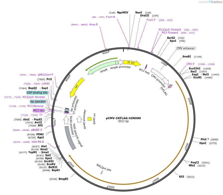 44149-plasmid-map-sequence-id-254600