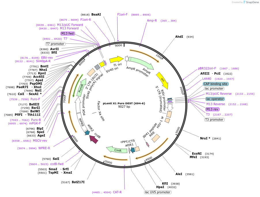 17297-plasmid-map-sequence-id-254602