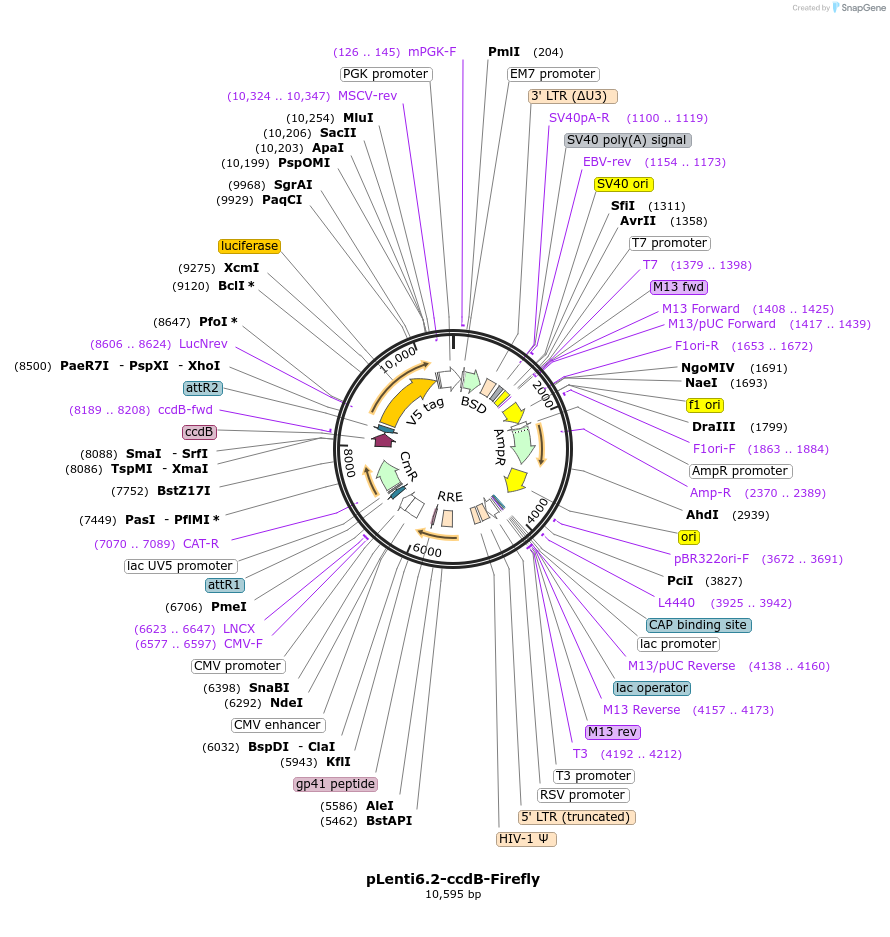87074-plasmid-map-sequence-id-254603