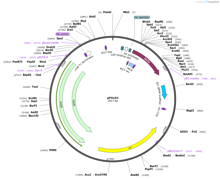 128206-plasmid-map-sequence-id-254614