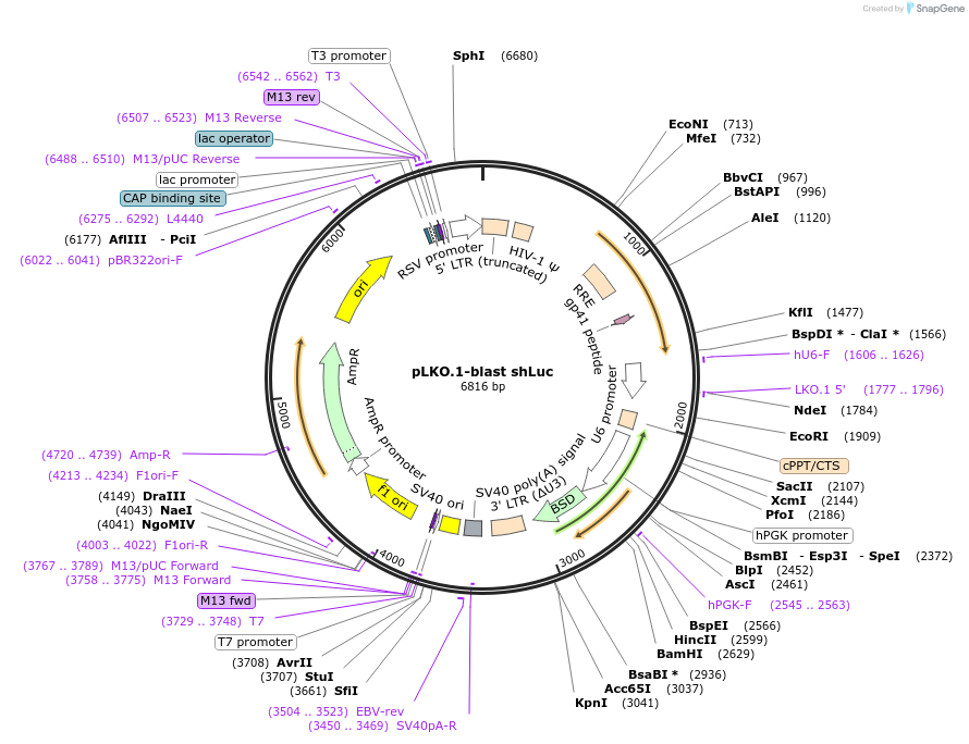 110409-plasmid-map-sequence-id-254625