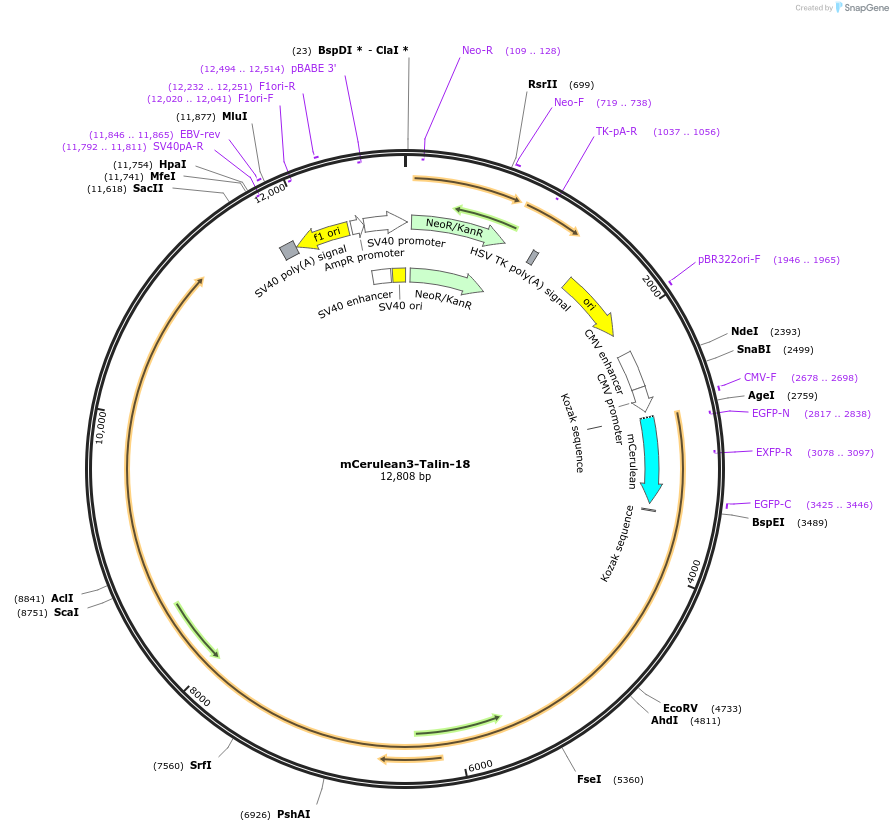 55447-plasmid-map-sequence-id-254632