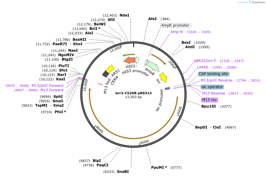 111412-plasmid-map-sequence-id-254633