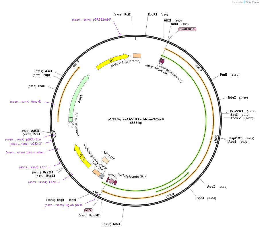 129534-plasmid-map-sequence-id-254646