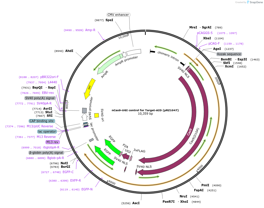 131299-plasmid-map-sequence-id-254648