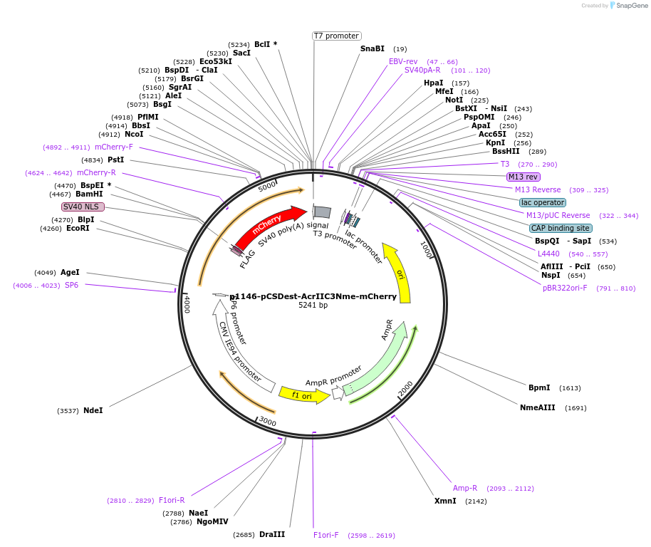 126202-plasmid-map-sequence-id-254649