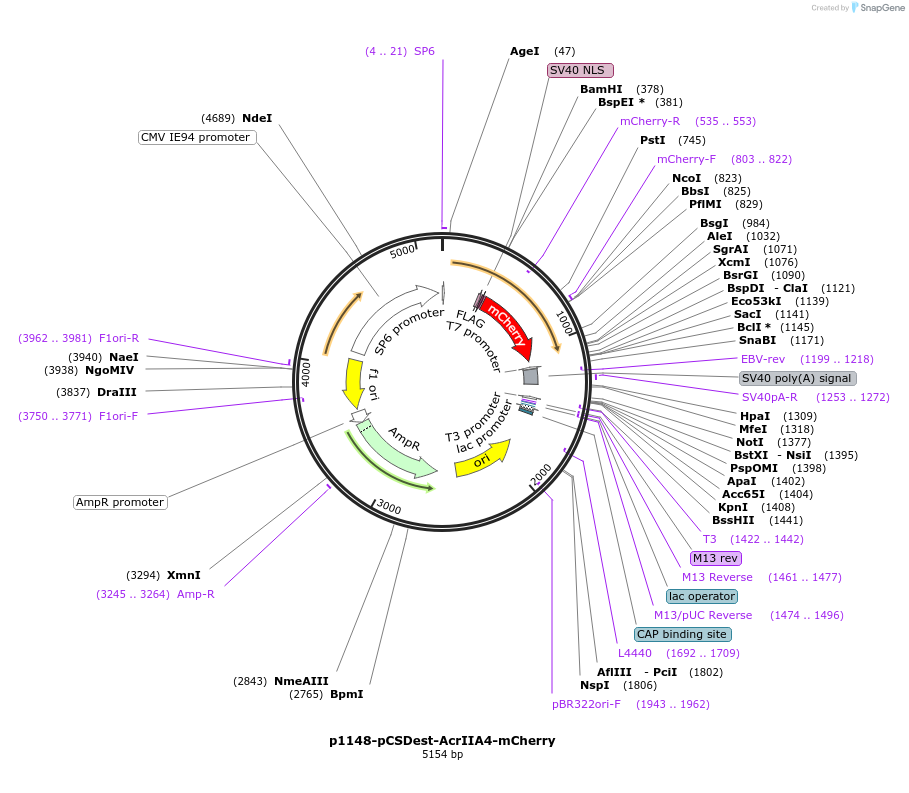 126204-plasmid-map-sequence-id-254650
