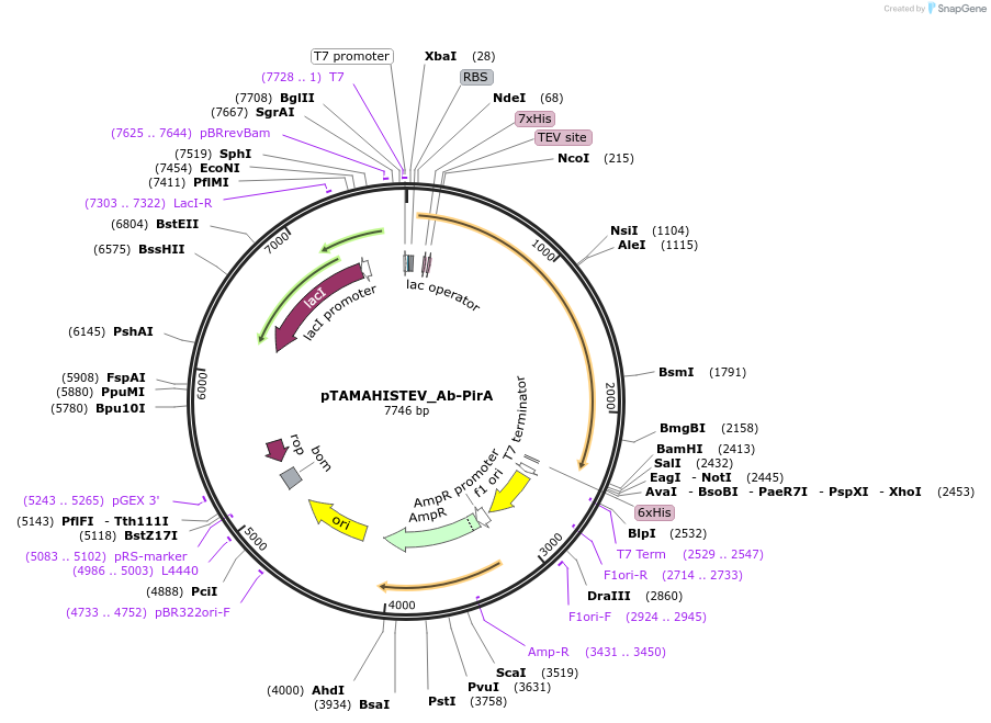 128959-plasmid-map-sequence-id-254660