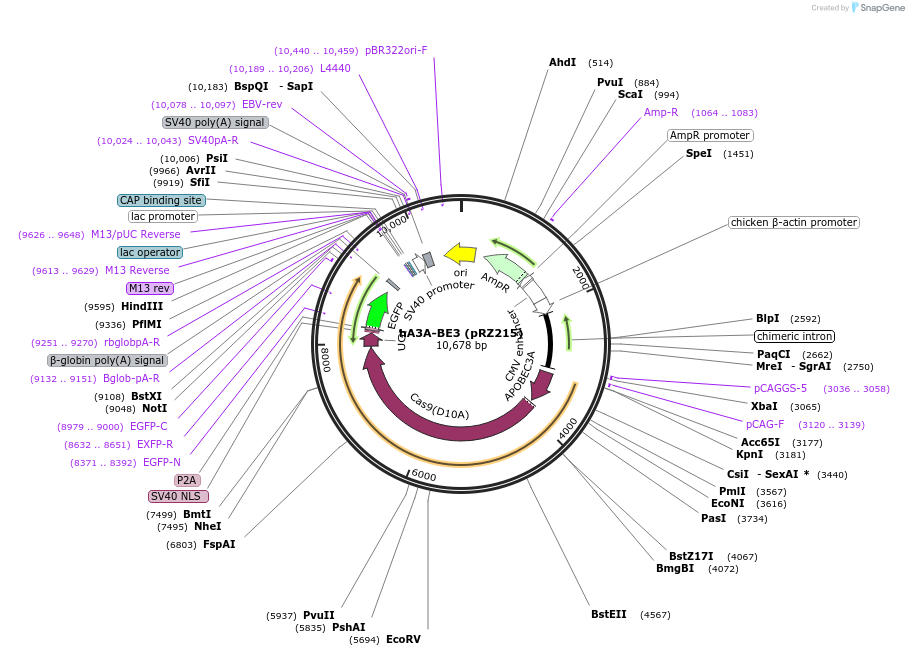 131314-plasmid-map-sequence-id-254665