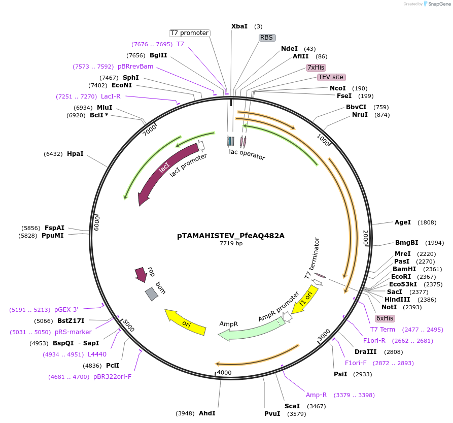 128945-plasmid-map-sequence-id-254671
