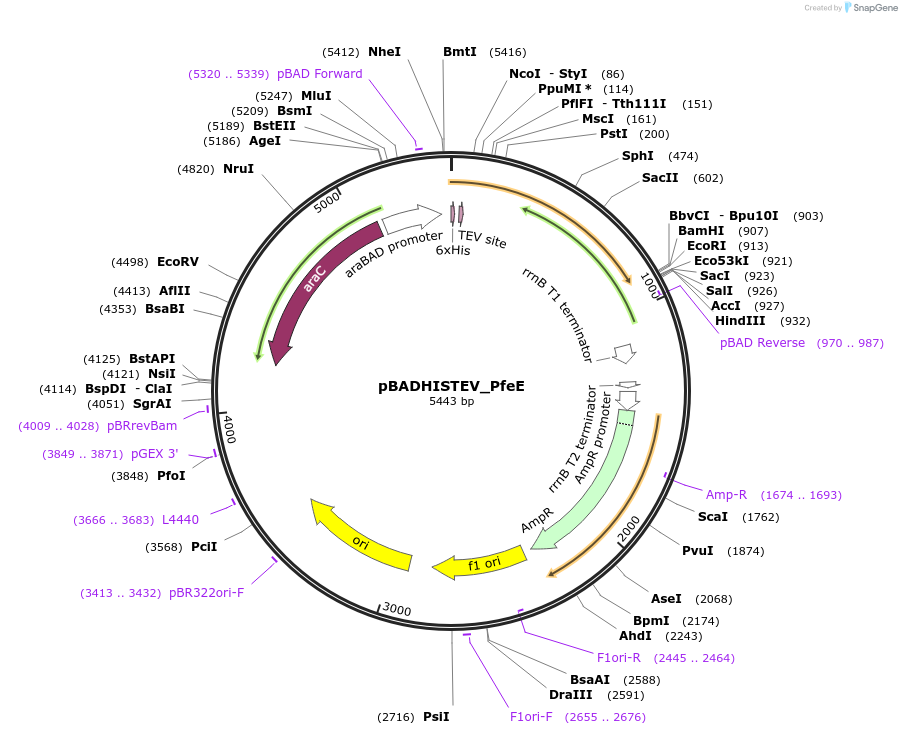 129120-plasmid-map-sequence-id-254675