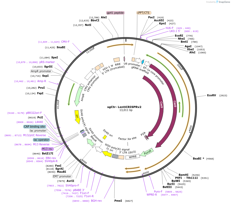 107402-plasmid-map-sequence-id-254680