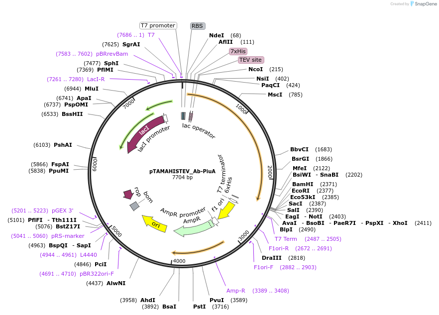 128957-plasmid-map-sequence-id-254681