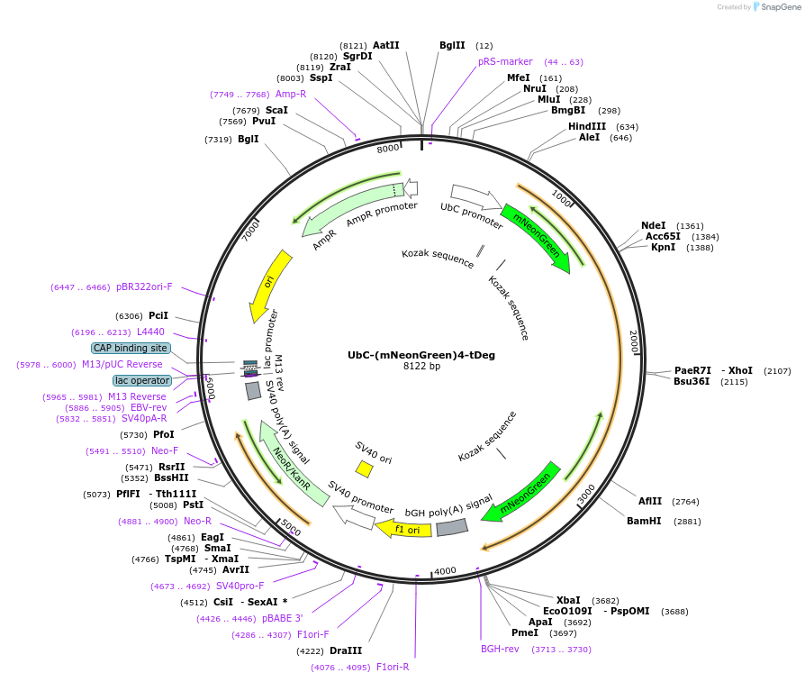 129404-plasmid-map-sequence-id-254682