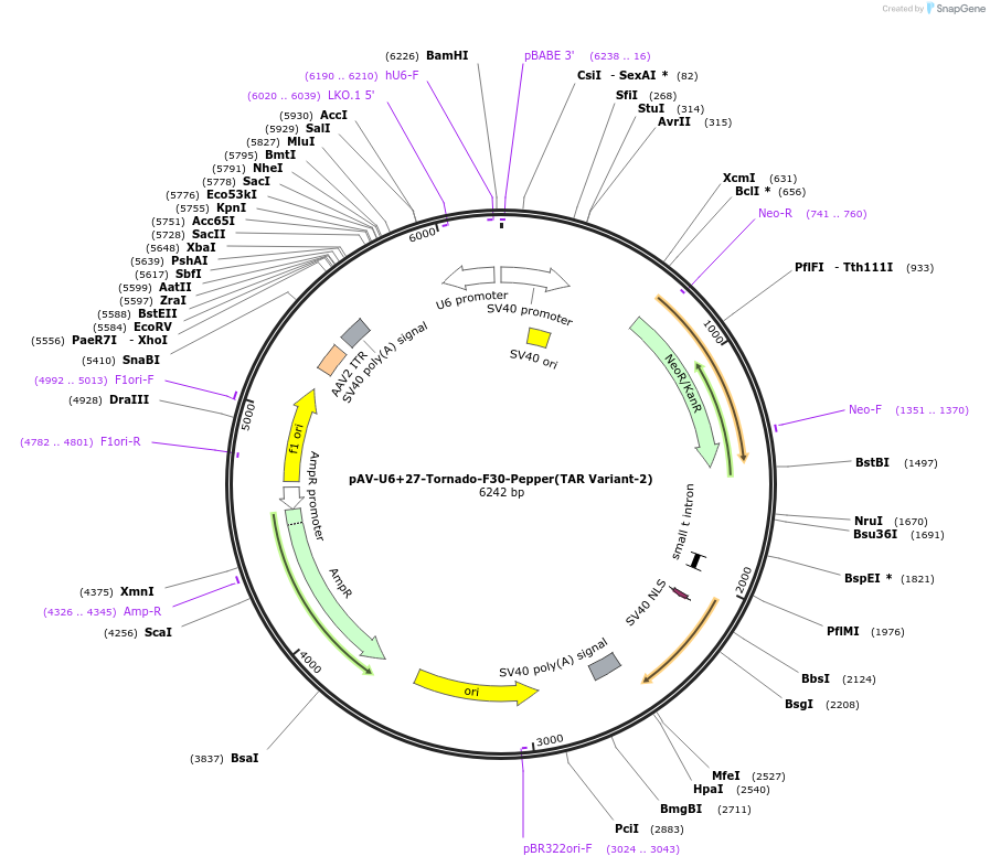 129405-plasmid-map-sequence-id-254691