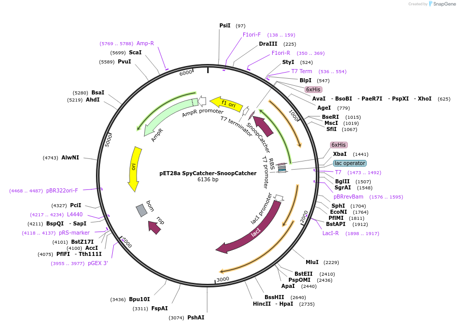 72324-plasmid-map-sequence-id-254699